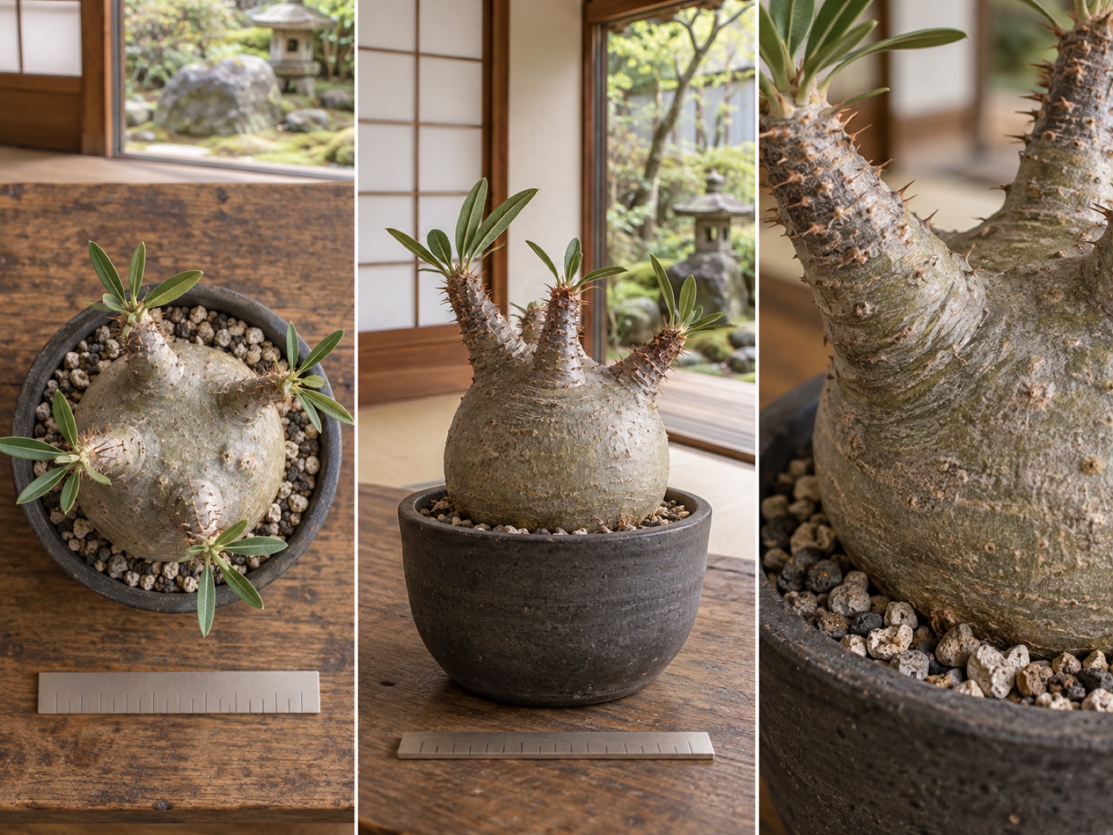 鉢植えのグラキリスを真上・真横・株元の3方向から写した写真が木のテーブルに並び、横に小さな定規が置かれている