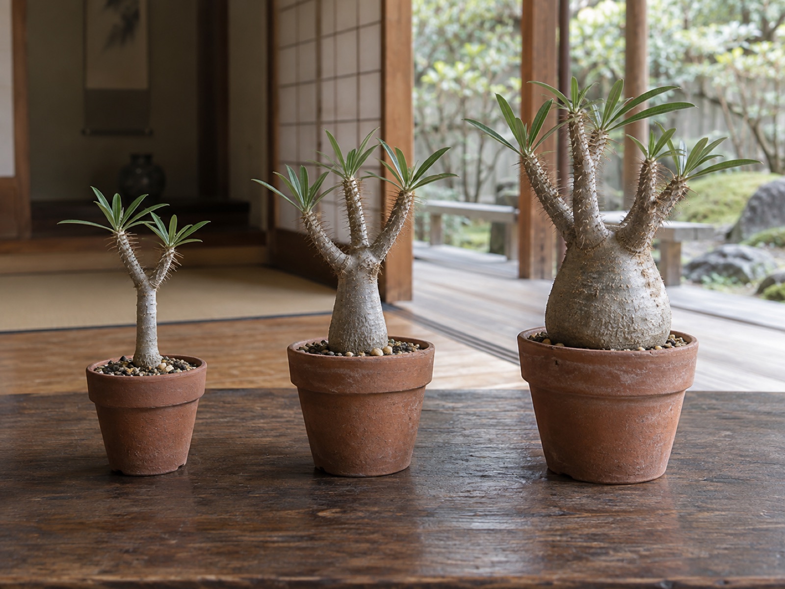 同じ種類の塊根植物が幹の細いものから太いものへ3株、大きさ順に並んでいる
