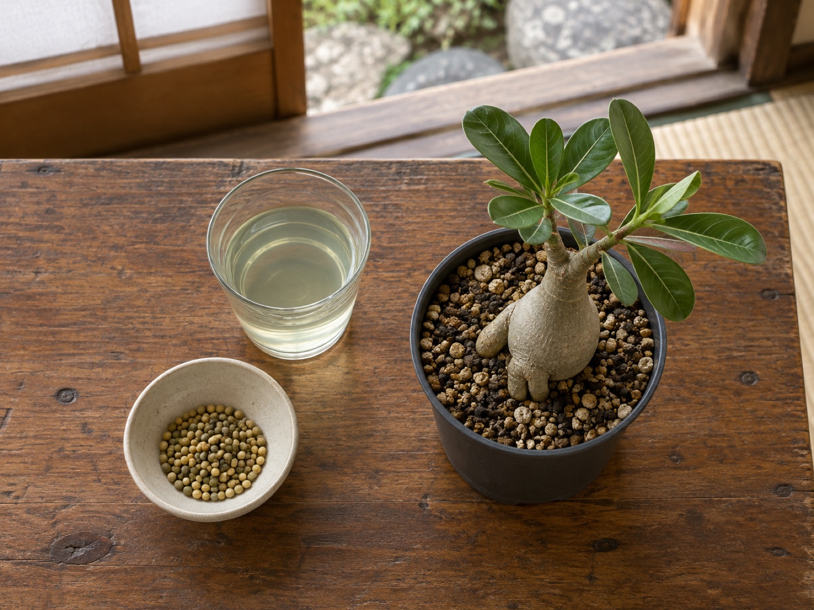 木のテーブルの上に、緩効性肥料の粒が入った小皿と、薄めた液体肥料の入ったガラスのコップ、小さなアデニウムの苗が並んでいる