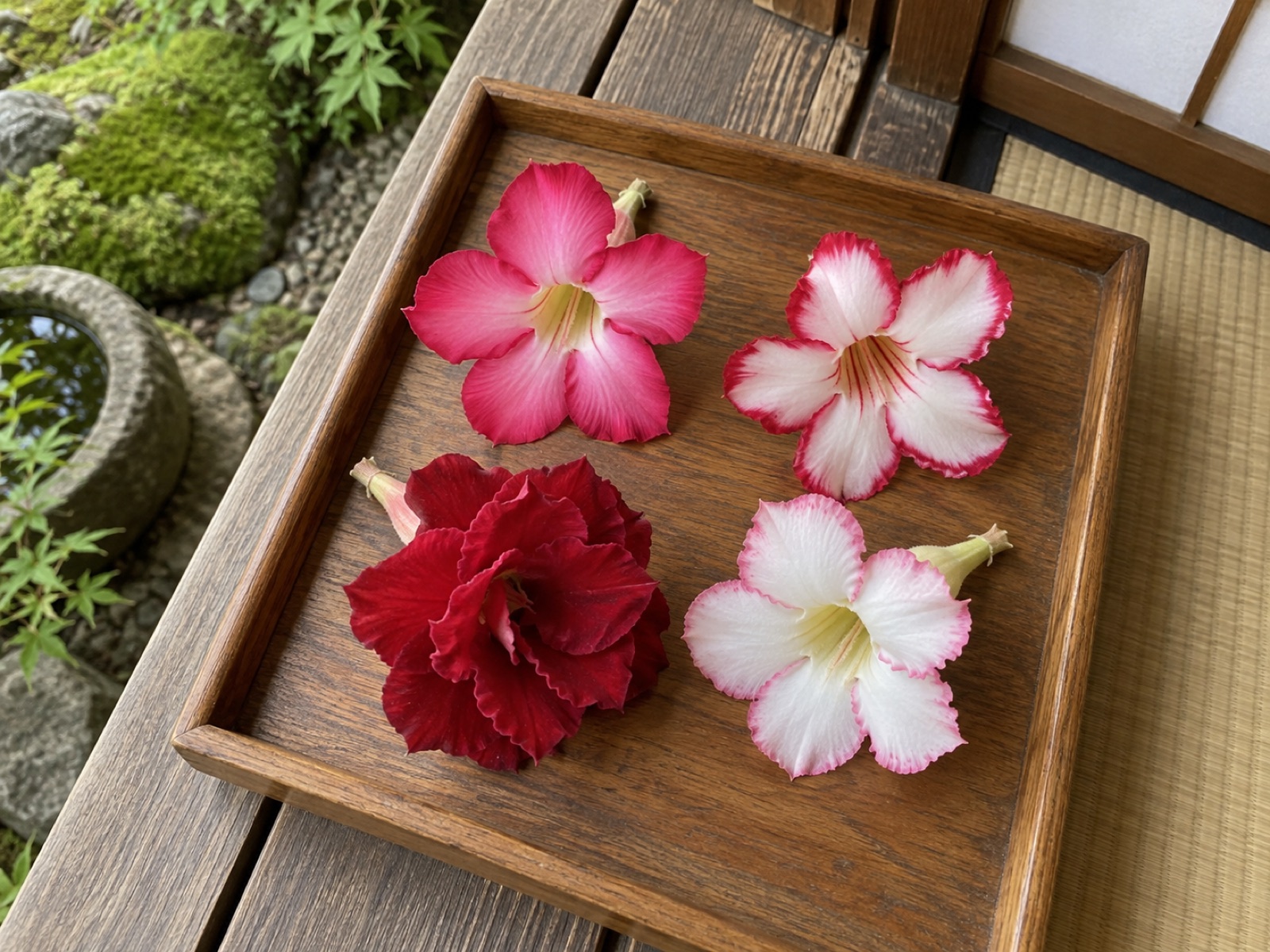 木の盆に並べたアデニウムの花4つ。濃いピンクの一重咲き、白地に赤い覆輪、深紅の八重咲き、白地に淡いピンクの縁取り
