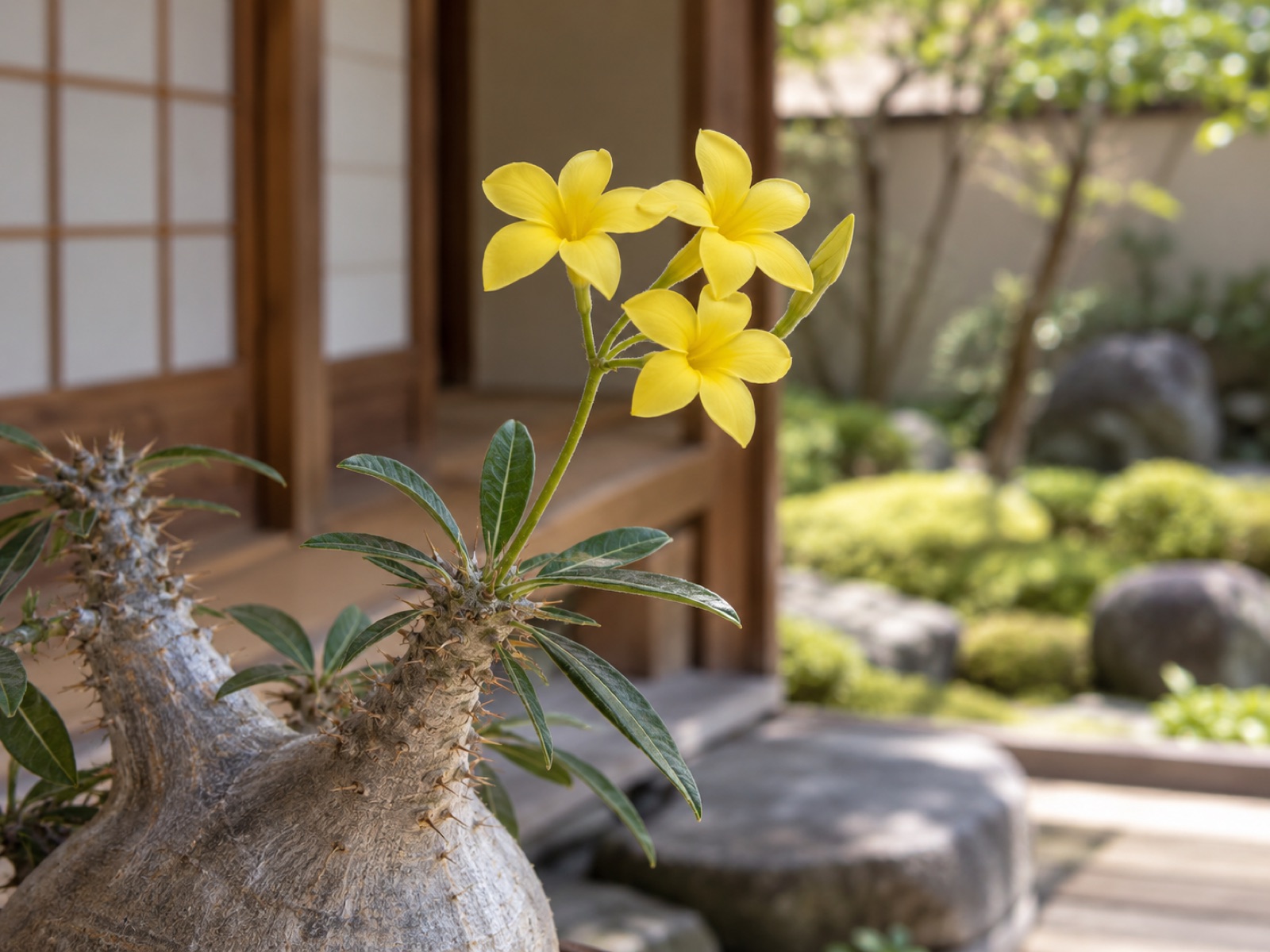 枝先から伸びた細長い花茎の先に、中心まで黄色い5弁の花が数輪集まって咲き、まだ開かないつぼみもひとつ付いている