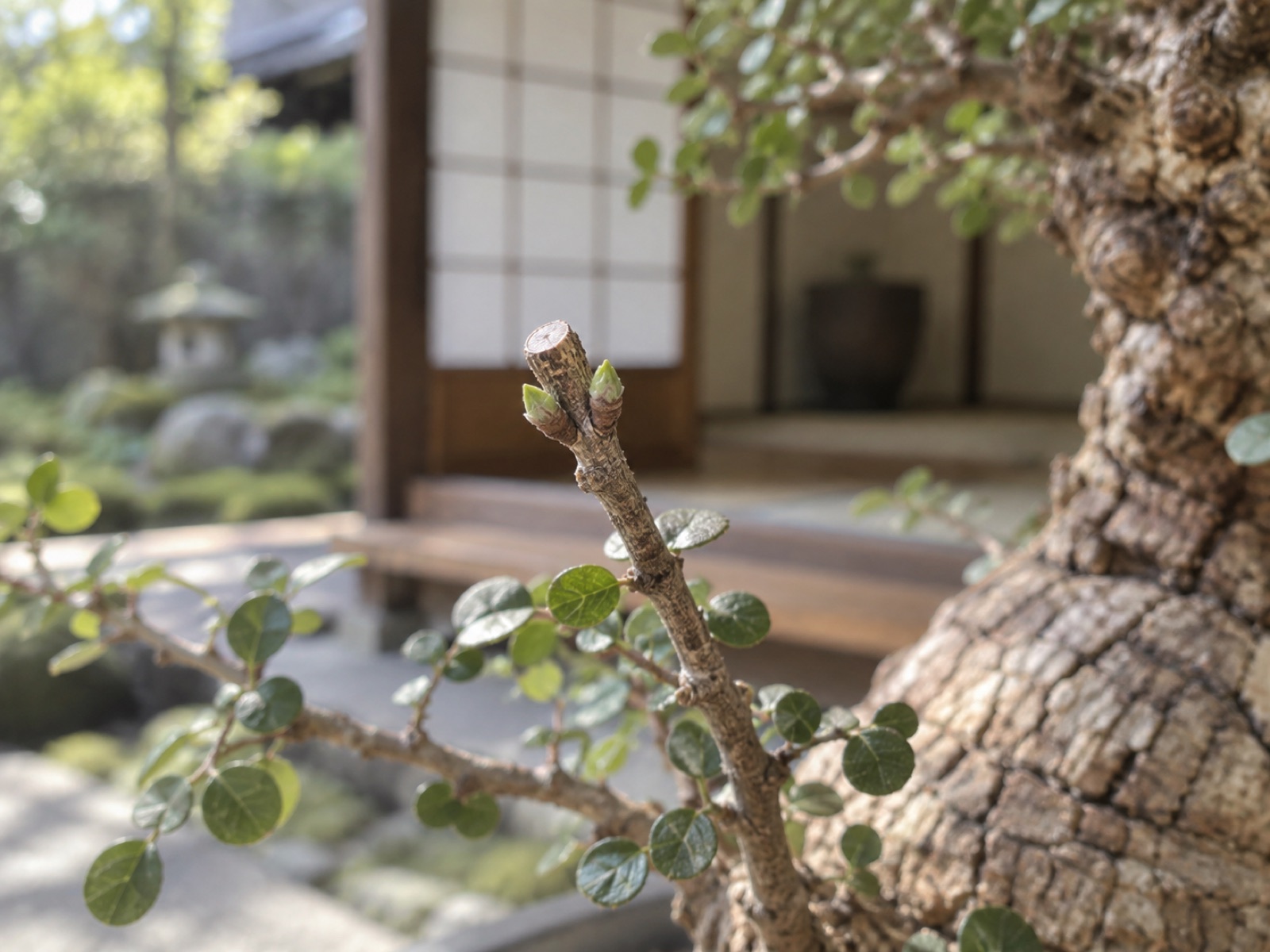 切り詰めたパキプスの細い枝先。切り口のすぐ下の節から、小さな緑の新芽が2つ出ている。背景にはコルク質の太い幹がぼけて写っている
