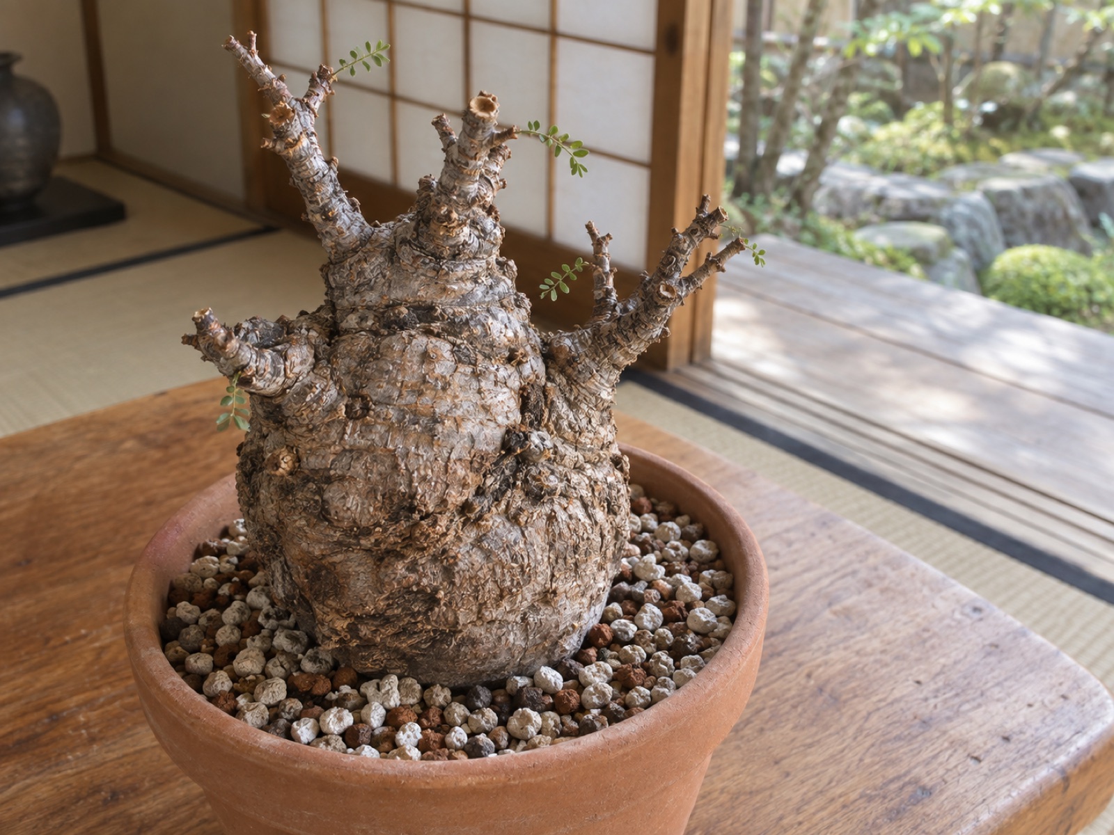 白い軽石まじりの粗い用土に浅く植えられた、ごつごつしたコルク質の幹のオペルクリカリア・パキプス。短く切り詰められた枝先に小さな葉が数枚だけ出ている