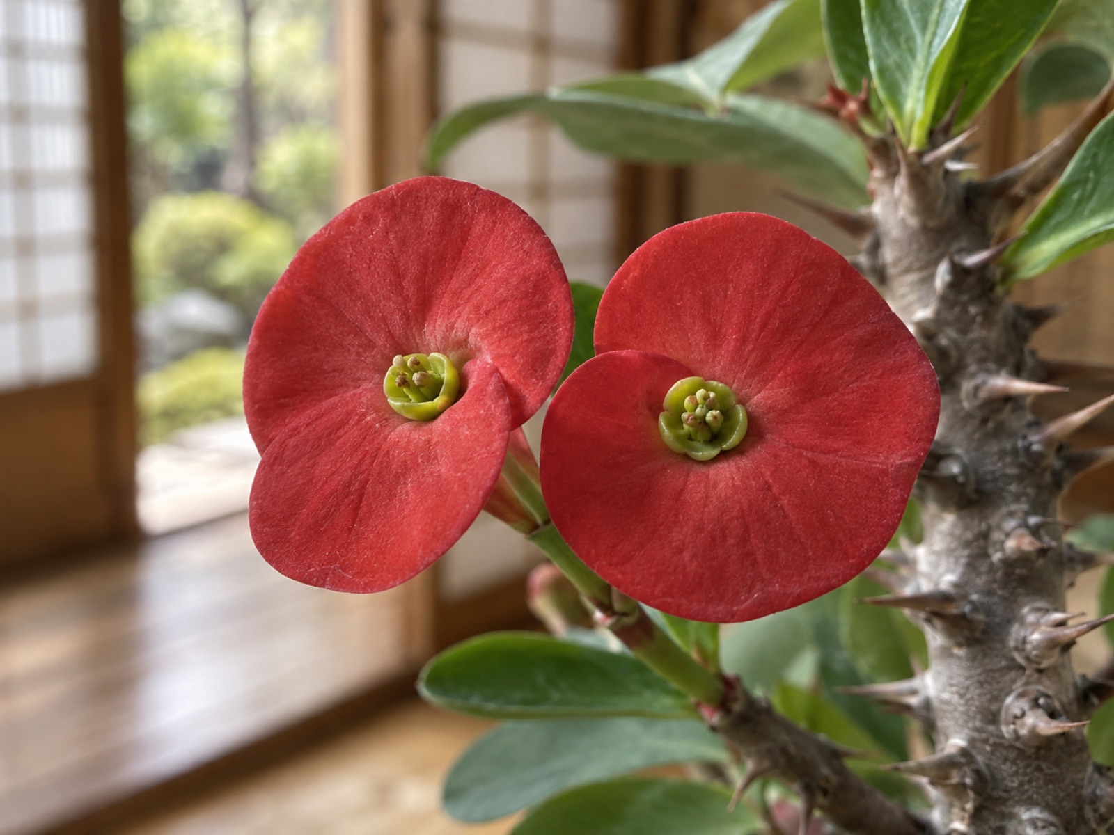 ハナキリンの花の接写。向かい合った2枚の丸い赤い苞と、中心の黄緑色の小さな杯状花序
