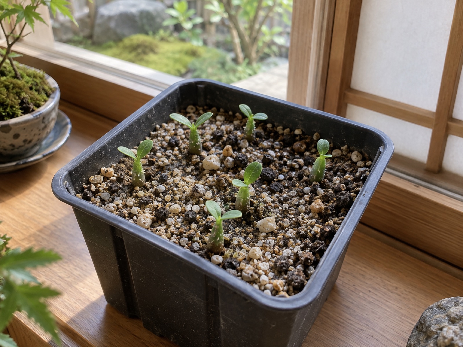 育苗用の四角い鉢に、粒の粗い用土から小さなユーフォルビアの苗がいくつも芽を出している