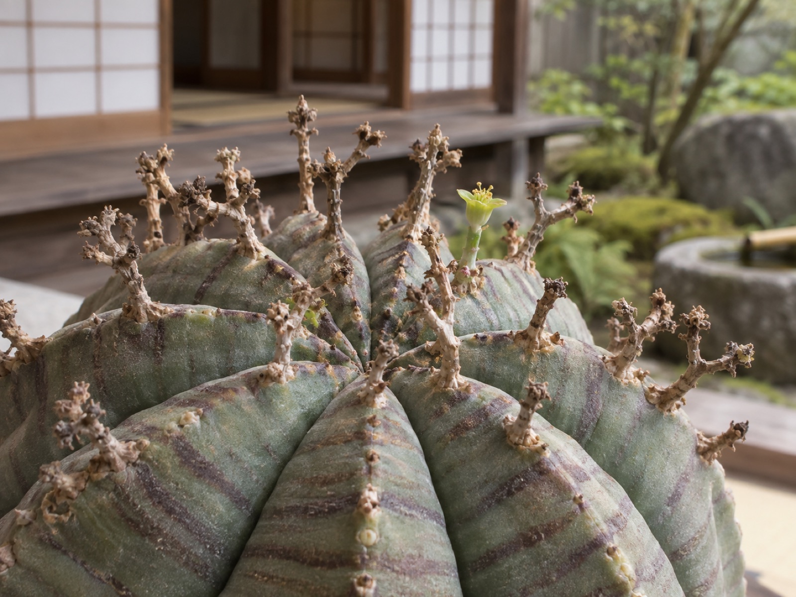 バリダの頂部のクローズアップ。縞の入った稜のあいだから、枝分かれした古い花柄が小枝のように立ち、頂部には新しい小さな花がついている