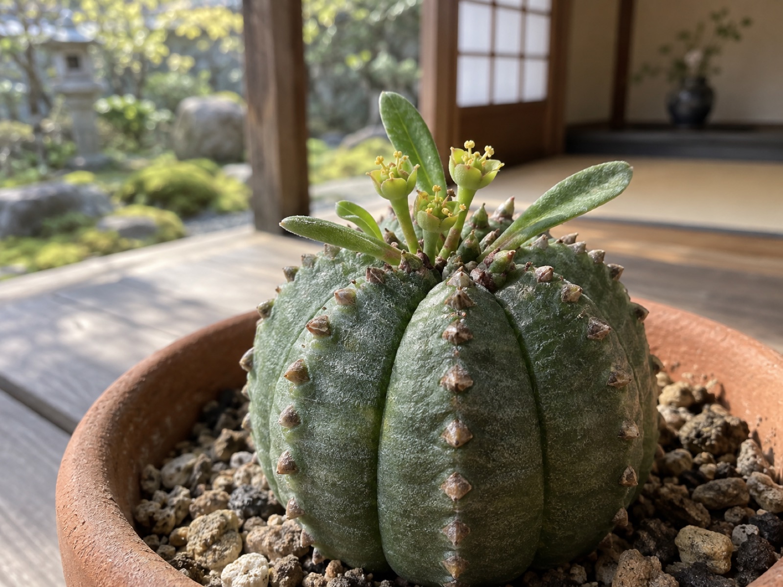 頂部に小さな葉を広げたオベサ鉄甲。葉のあいだから短い柄が伸び、先に黄緑色の小さな花が咲いている