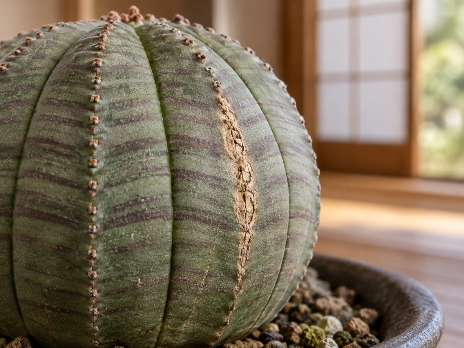 オベサの球体の側面に残る、乾いてふさがった薄茶色の縦の割れ跡