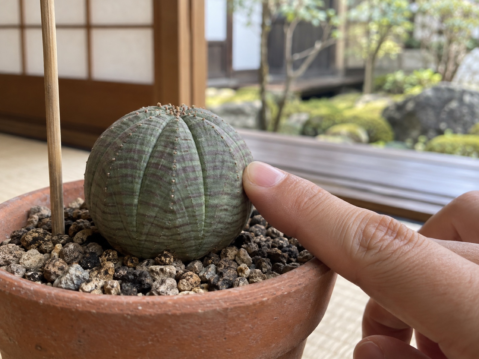指先でオベサの球体の側面をそっと押して硬さを確かめている手元と、乾いた用土に挿した竹串