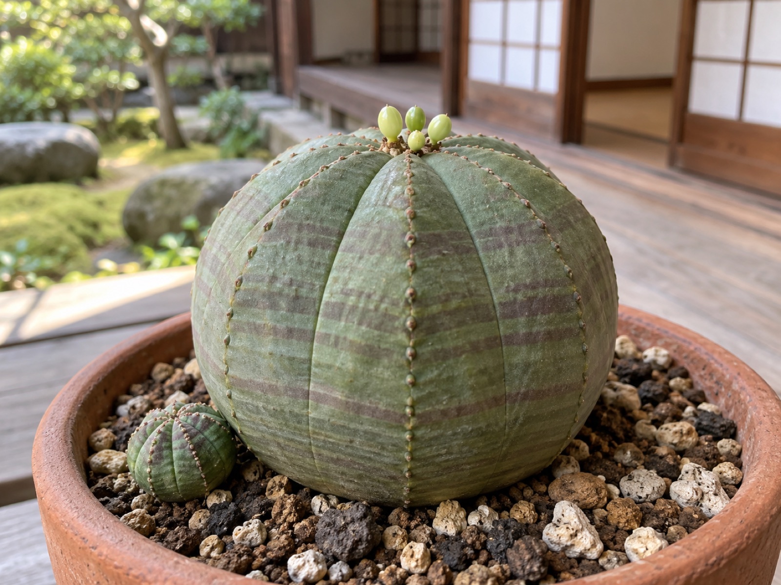 オベサの球の頂部に、稜も縞もないなめらかな黄緑の粒が数個集まり、株元の近くには稜と縞をもつ小さな子吹きの球が付いている