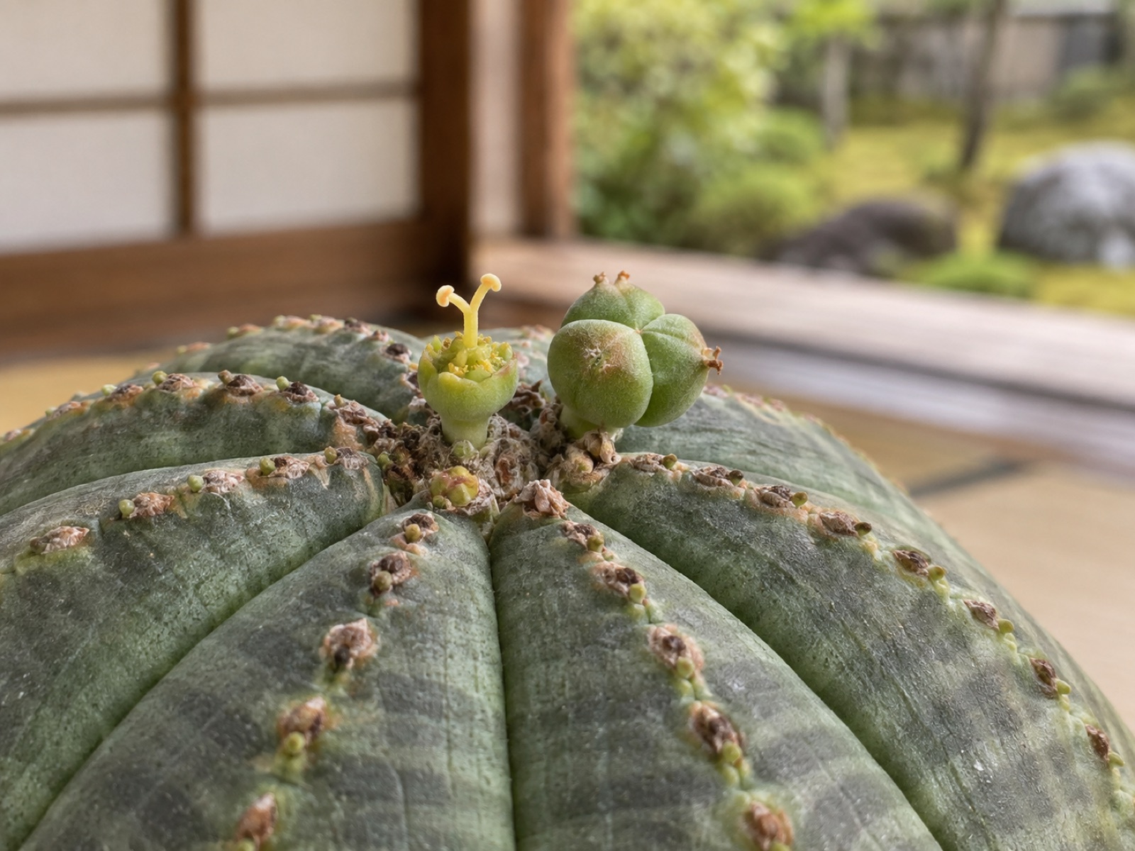 オベサの球の頂部を接写。黄緑色の花の中央から先が3つに分かれた柱頭が突き出し、隣で3つの部屋に分かれた丸い果実がふくらみかけている
