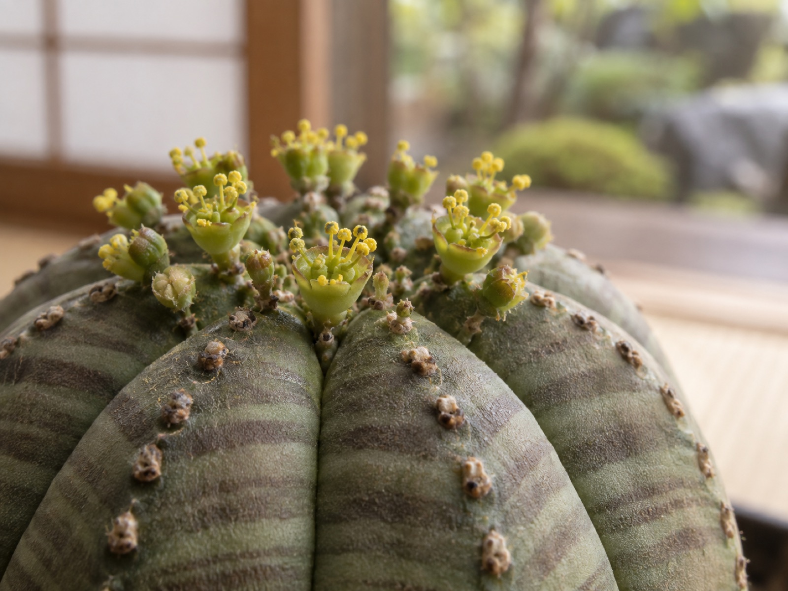 オベサの球の頂部を接写。稜の上に並ぶ黄緑色の小さな花から、黄色い花粉をつけた雄しべが房になって立ち上がっている