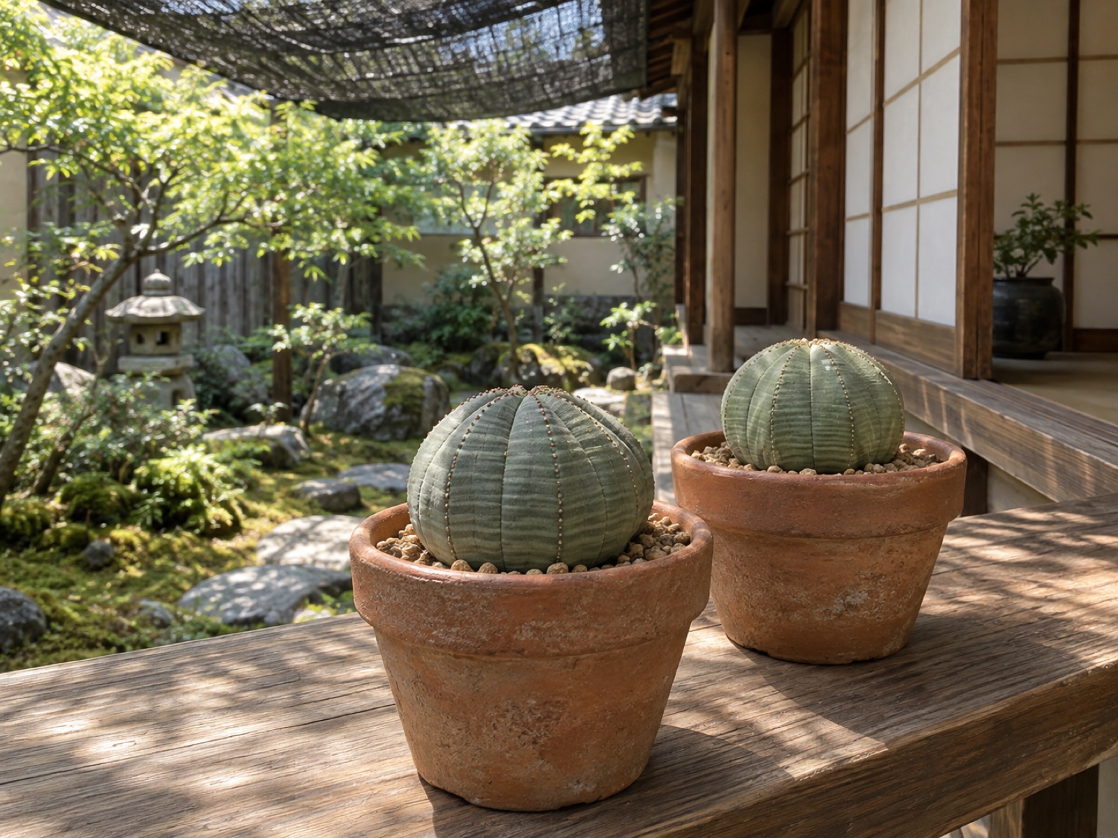 縁側の棚に張った遮光ネットの下で、やわらいだ夏の日差しを受ける素焼き鉢のオベサ