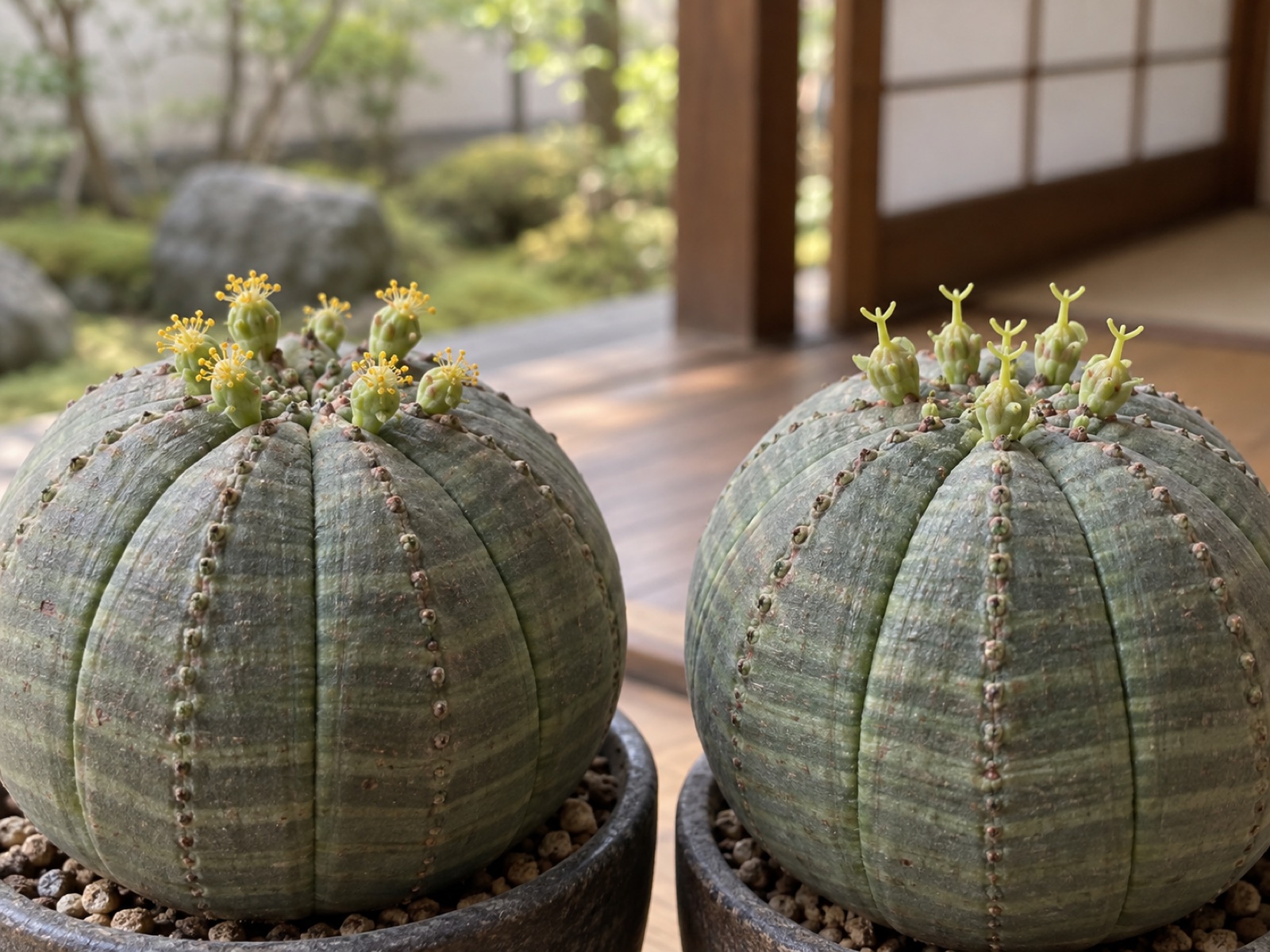 2株のオベサの頂部を並べた接写。左の株の花からは黄色い花粉をつけた雄しべが房になって立ち、右の株の花の中央からは先が3つに分かれた柱頭が突き出している