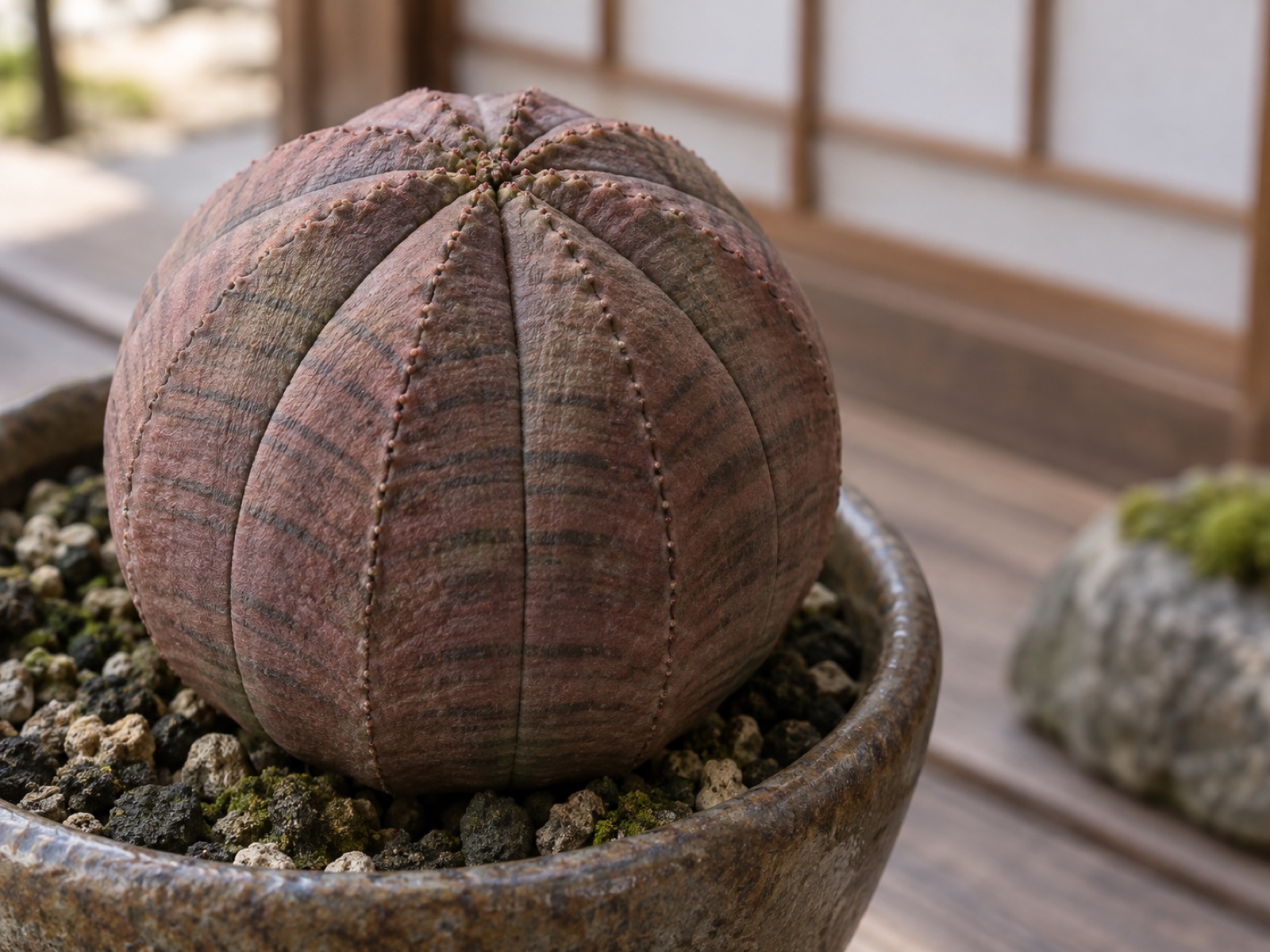 冬に赤紫から褐色へ色づき、稜に沿って濃い横縞が出たオベサの球体のアップ