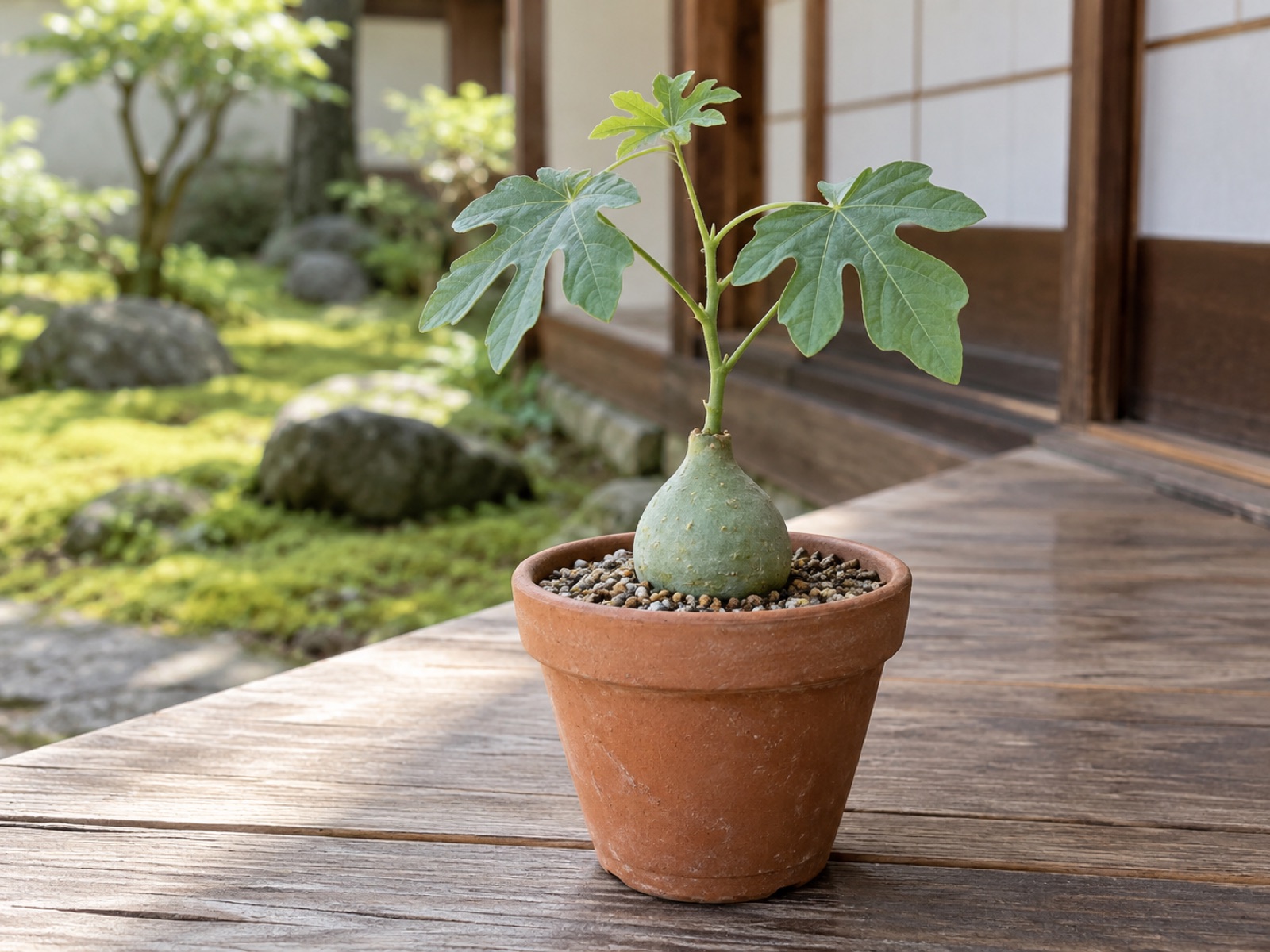 小さな素焼き鉢に植わった種から1年ほどのアデニア・グラウカの苗。根元が青緑色の小さな球状にふくらみ、細い茎の先に深く切れ込んだ葉が数枚ついている
