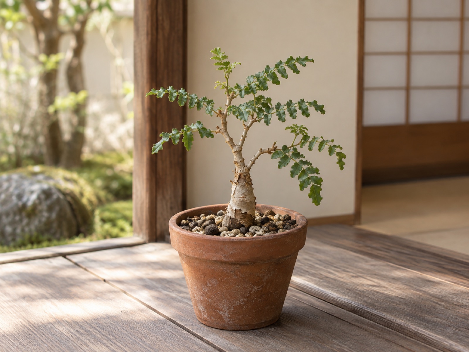 素焼き鉢にやや高めに植えられた若いボスウェリア・ネグレクタの実生株。根元がふくらみ、樹皮が薄く剥がれはじめ、短い枝に縮れた小葉がついている