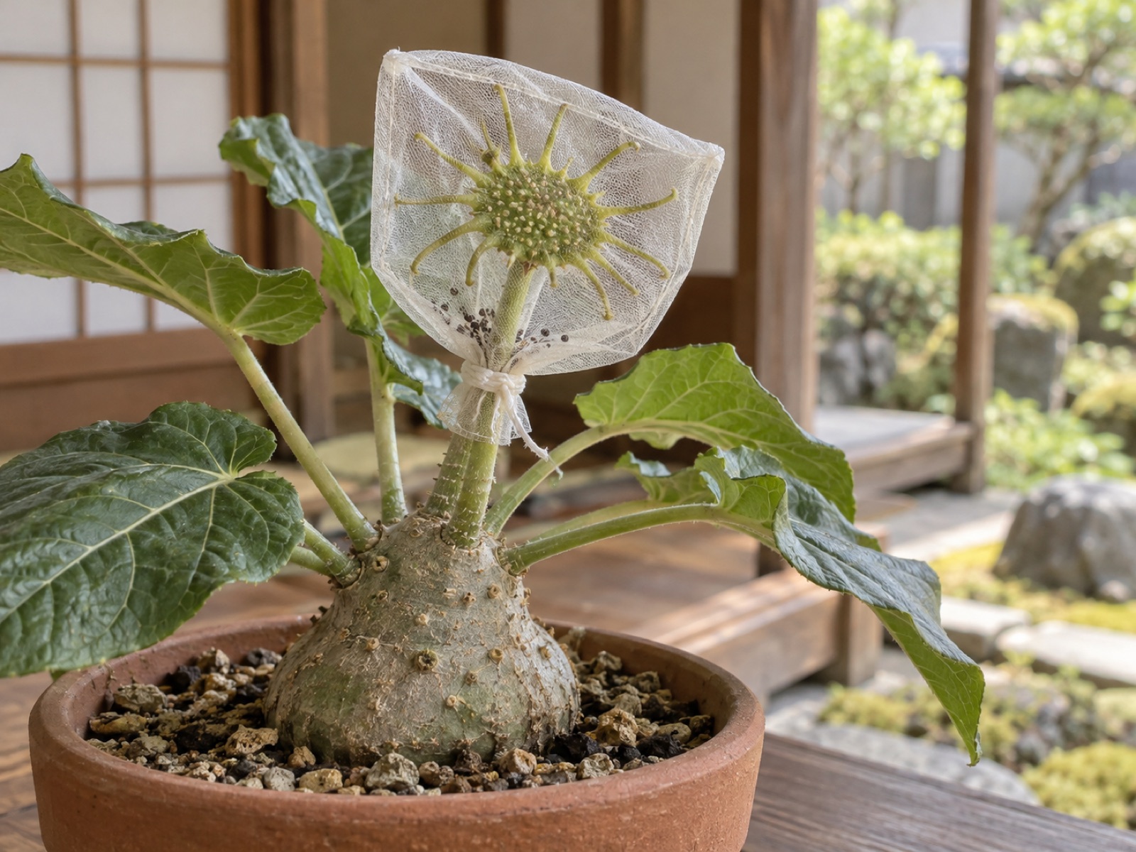素焼き鉢のドルステニア・フォエチダの花に、白い網の小袋をかぶせて茎元で結んである。袋の底に小さな黒い種がたまっている