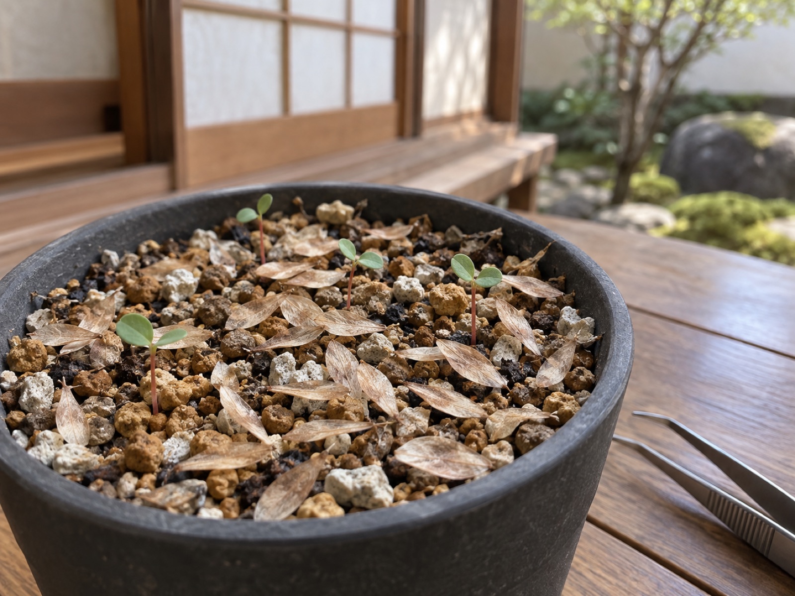 細かい軽石と赤玉土を入れた小さな鉢の表面に、薄く平たい淡い茶色の種が散らばり、そのあいだから丸い双葉を開いた細い苗が数本出ている