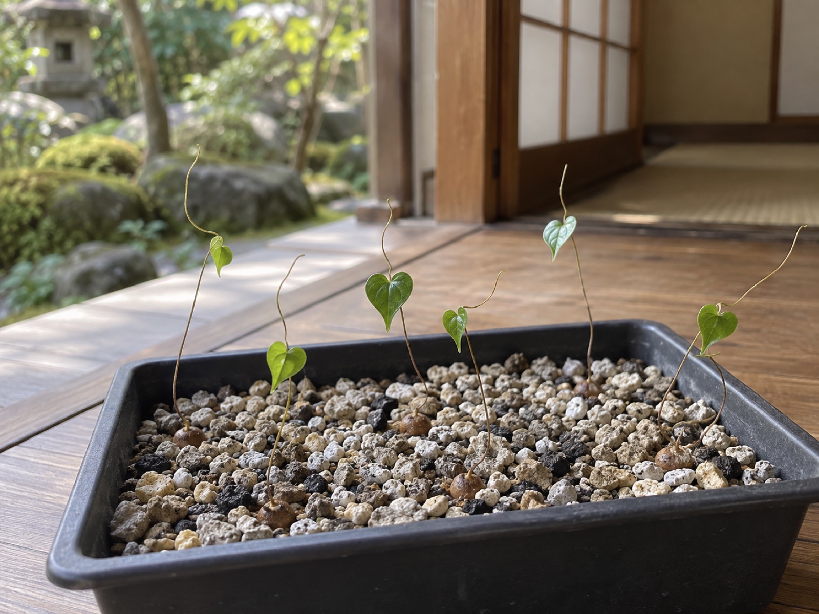 育苗トレーに並んだ亀甲竜の芽。細い蔓の先にハート形の葉が1枚ずつつき、土の際に豆粒ほどの丸い塊根が見えている