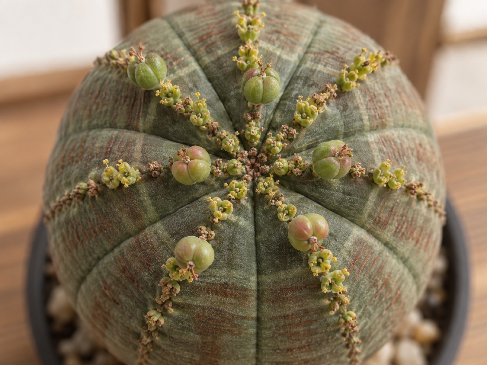 オベサの球の頂部を真上から接写。黄緑色の小さな花に混じって、3つの部屋に分かれた丸い果実がふくらんでいる
