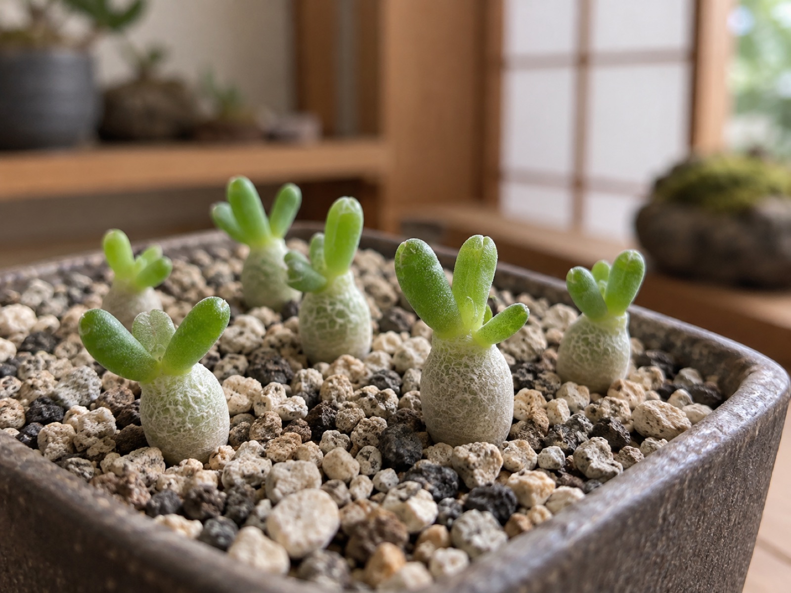 細粒の用土に植わった生後数か月の万物想の苗。根元が小さくふくらみ、先に短い棒状の緑の葉が数枚ついている