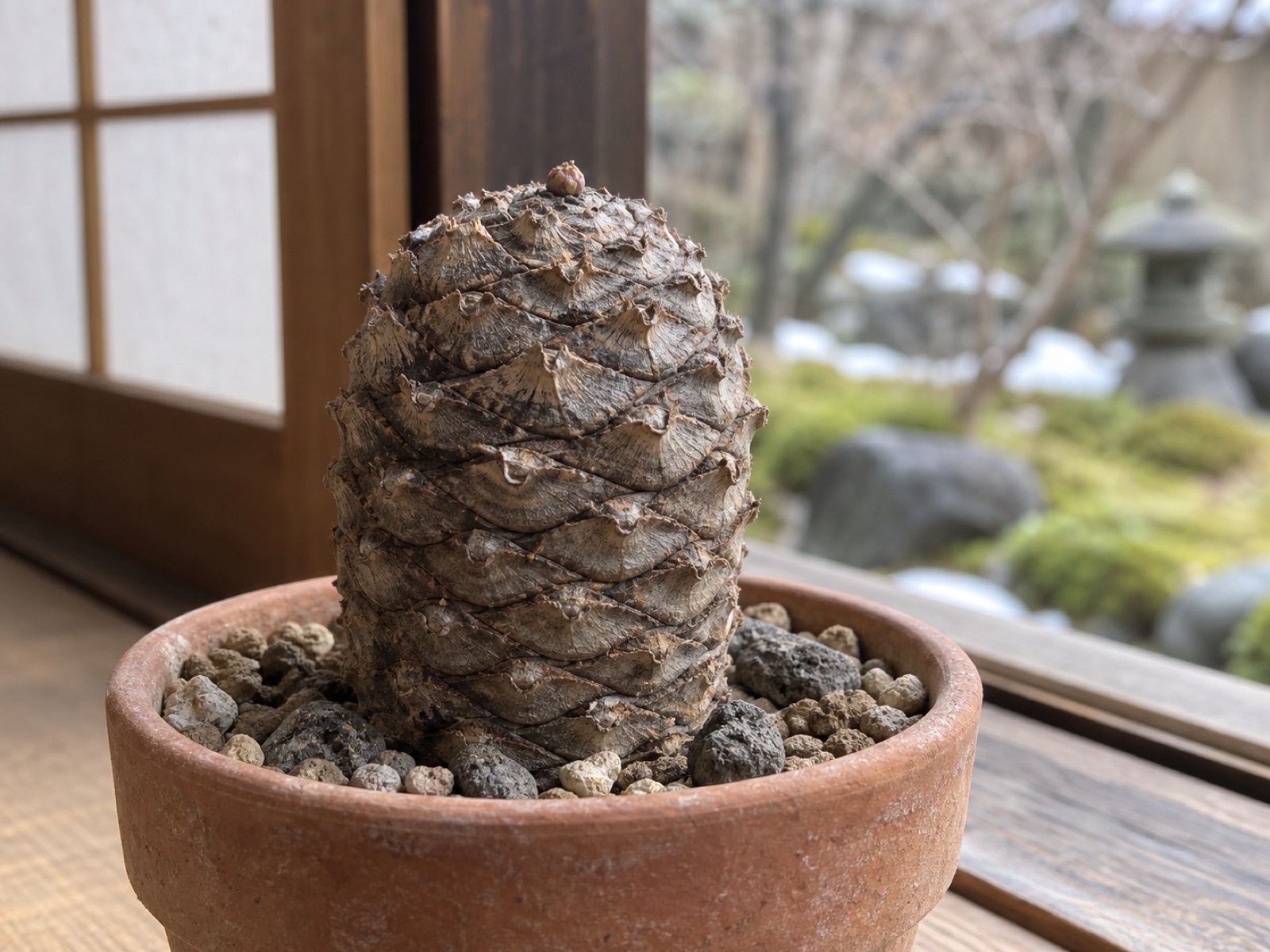 葉をすべて落とした休眠期の鉄甲丸。松かさ状の幹だけが残っている