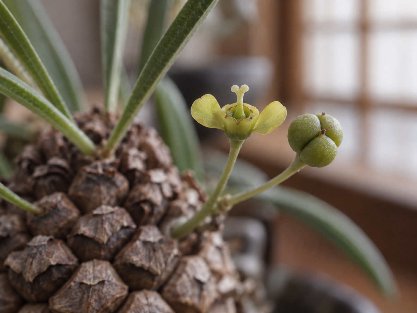 鉄甲丸の花の接写。黄緑の苞にはさまれた杯の中央から、先が3つに分かれた柱頭が突き出している