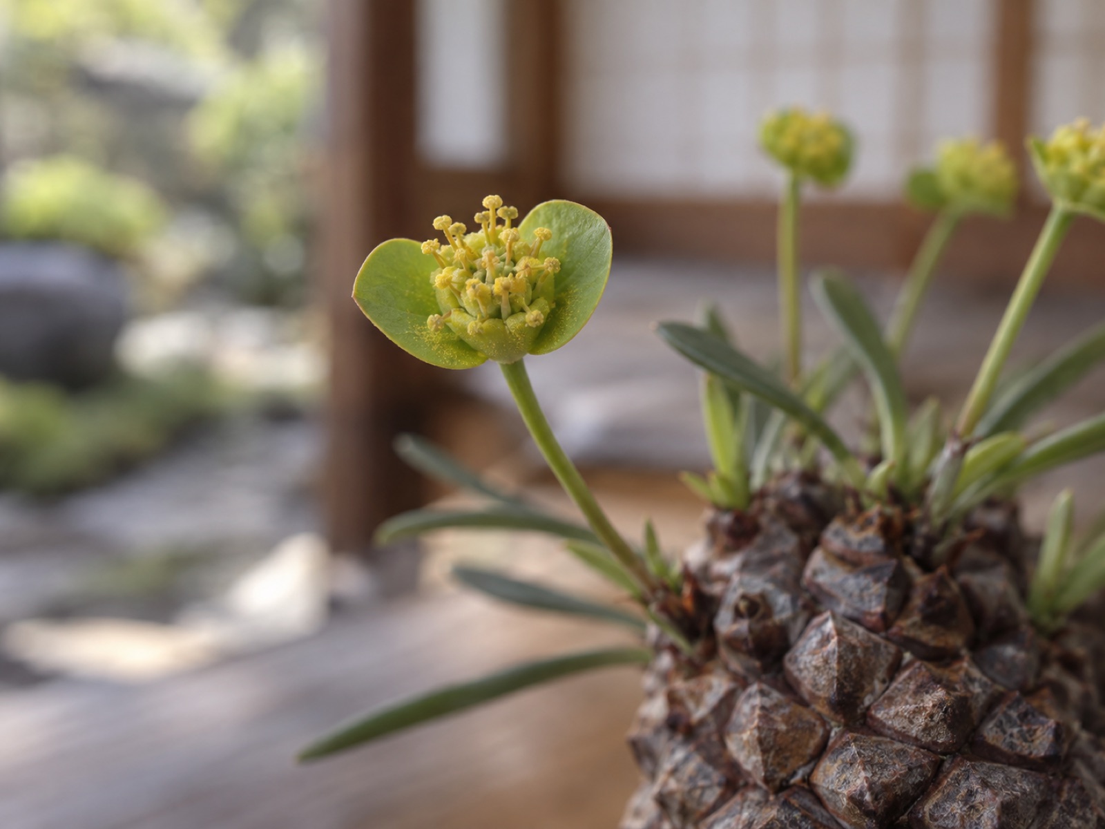 鉄甲丸の花の接写。細い花柄の先に黄緑の苞が2枚はさむ杯があり、中から黄色い花粉をつけた雄しべが房になって立ち上がっている